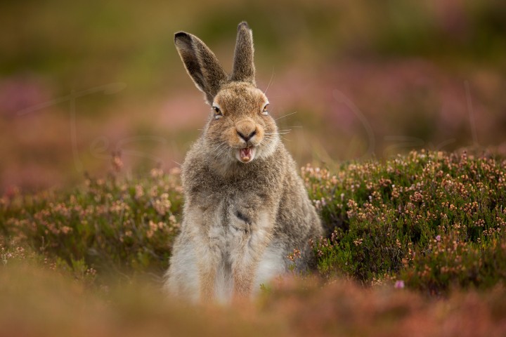 Scotland's Mountain Hare Population is at Just 1% of 1950s Level